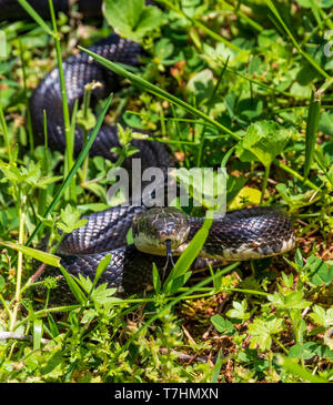 Una femmina nera biacco, giacente in erba con linguetta estesa. Foto Stock