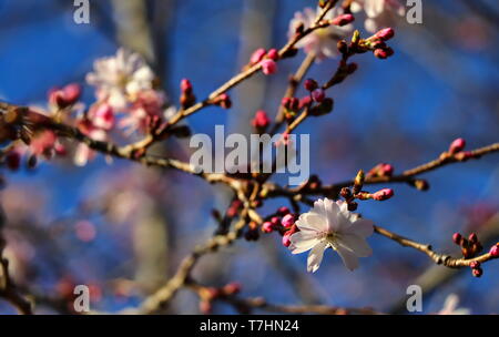 Fioritura higan ciliegio accanto alla cattedrale nazionale in c.c. Foto Stock