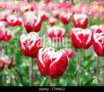 Rosso e bianco tulipani olandesi che fiorisce in Holland Michigan campo nella finestra con le gocce di pioggia Foto Stock