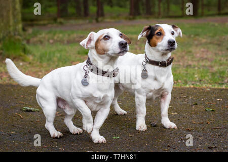 Due Jack Russell Terrier Foto Stock