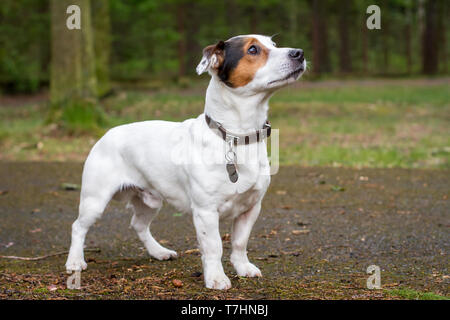 Jack Russell Terrier in piedi Foto Stock