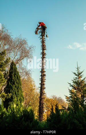 Lumberjack irriconoscibile nella parte superiore di un tall pine tree senza rami interrompe una parte di albero in una giornata di sole Foto Stock