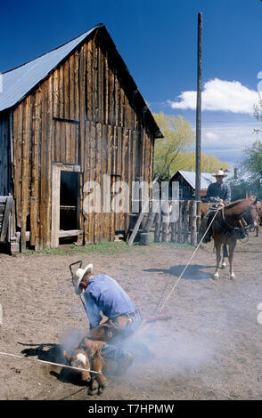 Il Branding un vitello in un ranch di Idaho (MR) Foto Stock