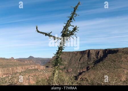 Messico, Baja California Sur, Sierra San Francisco, semi paesaggio del deserto, Boojum albero o cirio (Fouquieria columnaris) Foto Stock