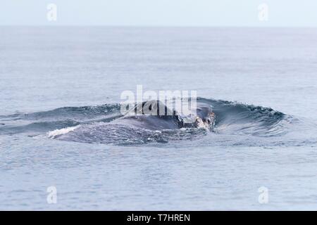 Messico, Baja California Sur, Golfo di California (noto anche come il mare di Cortez o Mare di Cortés, Loreto Loreto Bay National Marine Park, Humpback Whale (Megaptera novaeangliae), per adulti Foto Stock