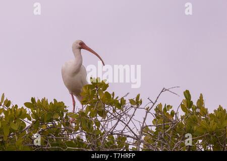 Messico, Baja California Sur, Puerto San Carlos, Magdalena Bay (Madelaine Bay), Americano bianco ibis (Eudocimus albus) Foto Stock