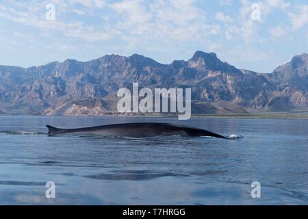 Messico, Baja California Sur, Golfo di California (noto anche come il mare di Cortez o Mare di Cortés, Loreto Loreto Bay National Marine Park, Balenottera comune (Balaenoptera physalus) Foto Stock