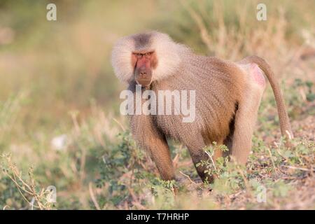 Etiopia, Rift Valley, inondato, Hamadryas baboon (Papio hamadryas), maschio dominante Foto Stock