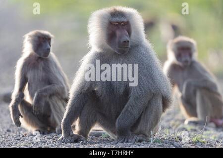 Etiopia, Rift Valley, inondato, Hamadryas baboon (Papio hamadryas), dominante maschio con due altre scimmie Foto Stock