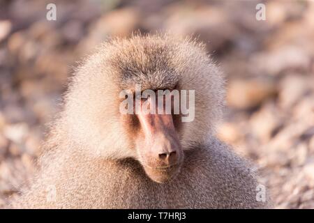 Etiopia, Rift Valley, inondato, Hamadryas baboon (Papio hamadryas), maschio dominante Foto Stock