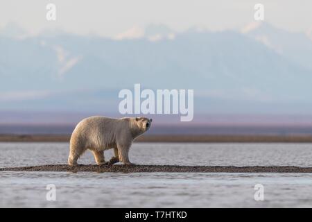 Stati Uniti, Alaska, Arctic National Wildlife Refuge, Kaktovik, orso polare (Ursus maritimus), lungo un isola barriera al di fuori Kaktovik, Alaska. Ogni autunno, orsi polari (Ursus maritimus) raccogliere vicino Kaktovik sul bordo settentrionale di ANWR, Arctic Alaska, caduta Foto Stock