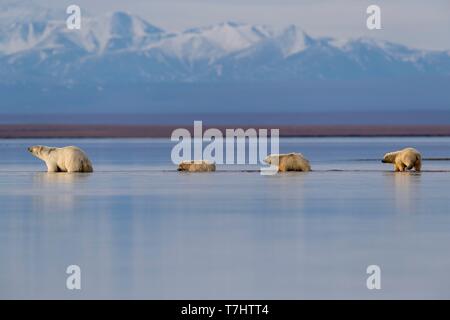 Stati Uniti, Alaska, Arctic National Wildlife Refuge, Kaktovik, orso polare (Ursus maritimus), lungo un isola barriera al di fuori Kaktovik, Alaska. Ogni autunno, orsi polari (Ursus maritimus) raccogliere vicino Kaktovik sul bordo settentrionale di ANWR, Arctic Alaska, caduta Foto Stock