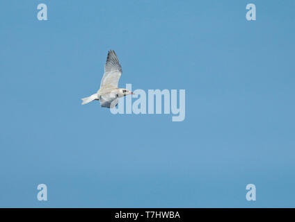 Gull-fatturati Tern Gelochelidon nilotica), capretti in volo, visto dal lato che mostra upperwing. Foto Stock