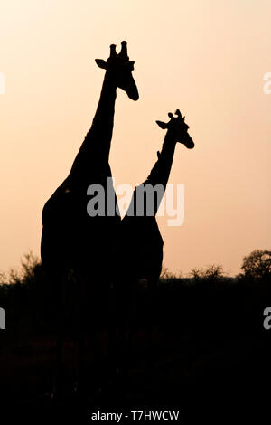 Giraffe (Giraffa camelopardalis) nel parco nazionale di Kruger in Sud Africa. Foto Stock