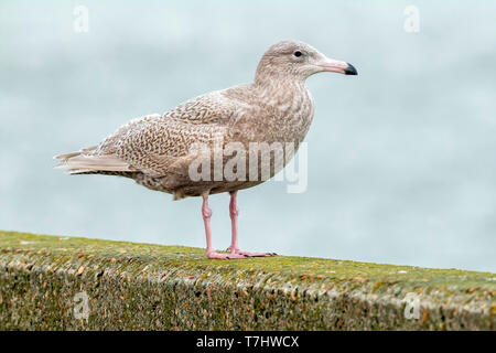 Primo-inverno Glaucous Gull (Larus hyperboreus) seduto su di un molo di Niewpoort, Fiandre Occidentali, Belgio. Foto Stock