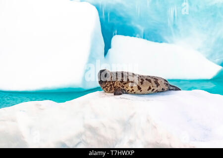 Con cappuccio femmina seal indugiava su una confezione di ghiaccio nel mezzo del Mare della Groenlandia. Luglio 2010. Foto Stock