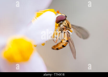 Ripresa macro di una marmellata o hoverfly Episyrphus balteatus su un fiore di mangiare il polline Foto Stock