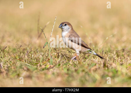 Piumaggio invernale maschio Silverbill indiano (Euodice malabarica) sementi di mangiare sul prato del Lahami Bay Resort gardern, Berenice in Egitto. Foto Stock