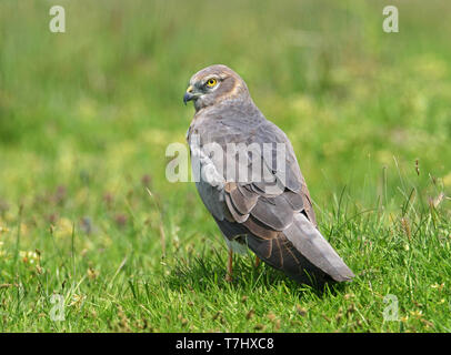 Maschio immaturo Montagu's Harrier (Circus pygargus) appollaiato sul terreno su Lesbo, Grecia, Foto Stock