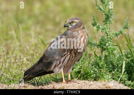 Maschio immaturo Montagu's Harrier (Circus pygargus) appollaiato sul terreno su Lesbo, Grecia, Foto Stock