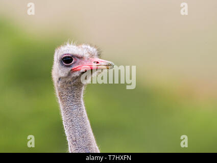 (Struzzo Struthio camelus) ritratto in piedi contro un verde sfondo naturale in Sud Africa. Foto Stock