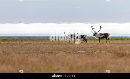 Piccolo gruppo di renne camminando in islandese toundra, Austurland in Islanda. Agosto 22, 2018. Foto Stock