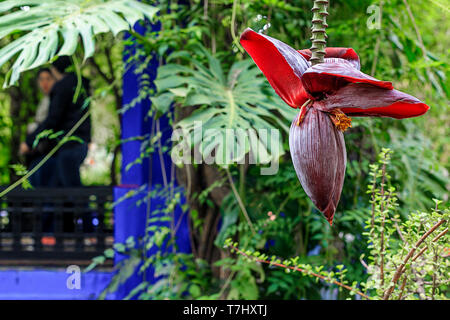 Bella, red banana flower close-up in un ambiente naturale. Sullo sfondo sono giungle di foglie di palme e altre piante. Il Marocco Foto Stock