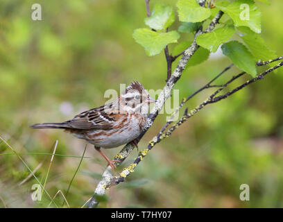 Rustico, Bunting Emberiza rustica Foto Stock