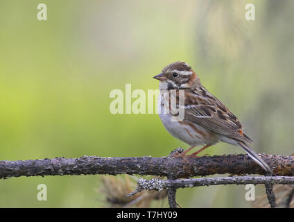 Rustico, Bunting Emberiza rustica Foto Stock