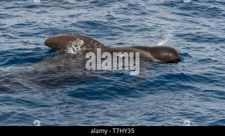 Bull a breve alettato di Balene Pilota affiorante anteriore della barca off Sao Nicolau, Capo Verde. Giugno 4, 2018. Foto Stock