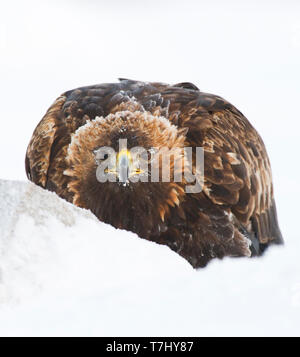 Adulto di Aquila reale (Aquila chrysaetos) guardando dritto verso la fotocamera su una preda in Finlandia durante l'inverno. Foto Stock