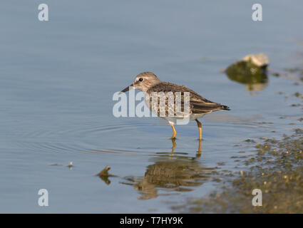 Primo-inverno di Temminck stint (Calidris temminckii) camminando in una piscina poco profonda a Lesbo, Grecia. Foto Stock