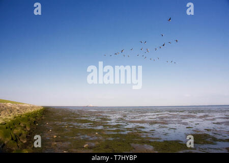 Gregge di Dark-panciuto Brant oche volando sul mare di Wadden, Schiermonnikoog, Paesi Bassi Foto Stock