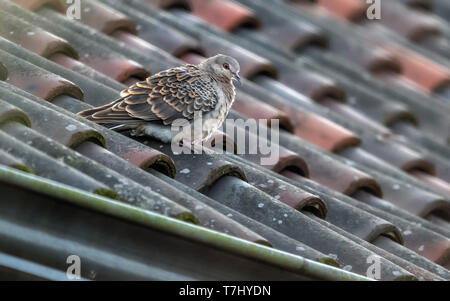 Svernamento Western Oriental Turtle-Dove (Streptopelia orientalis meena) appollaiato su un tetto in Lummen, Noord-Holland, Paesi Bassi. Foto Stock