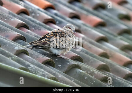 Svernamento Western Oriental Turtle-Dove (Streptopelia orientalis meena) appollaiato su un tetto in Lummen, Noord-Holland, Paesi Bassi. Foto Stock