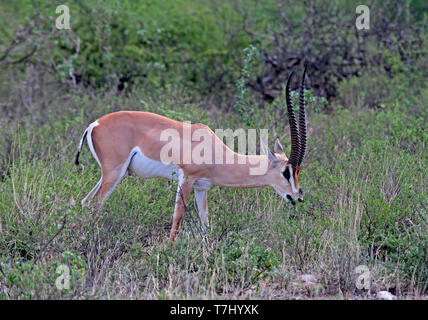 Grant's gazelle (Nanger granti brighti ssp) Foto Stock