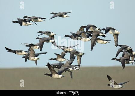 Gregge di svernamento di pallido panciuto Brent oche (Branta bernicla hrota) nei Paesi Bassi, battenti di fronte un dicco olandese. Foto Stock