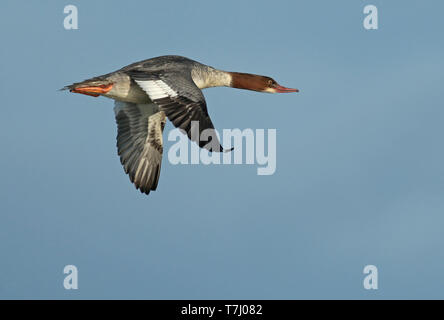 Smergo maggiore (Mergus merganser), primo inverno maschio in volo, visto dal lato che mostra ala superiore. Foto Stock