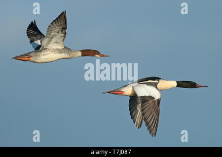 Comune (Merganser Mergus merganser), due uccelli in volo, visto dal lato che mostra superiore e underwing. Foto Stock