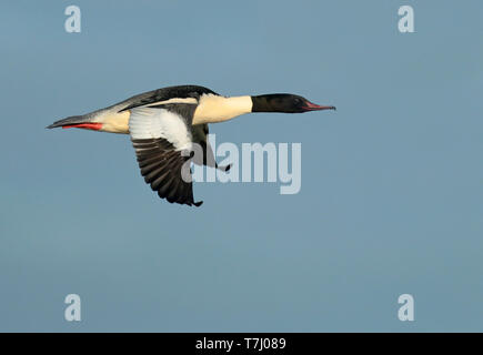 Per adulti (smergo maggiore Mergus merganser), maschio adulto in volo, visto dal lato che mostra ala superiore. Foto Stock