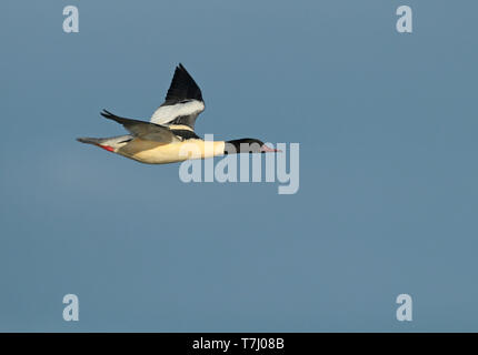 Per adulti (smergo maggiore Mergus merganser), maschio adulto in volo, visto dal lato che mostra ala superiore. Foto Stock