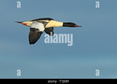 Per adulti (smergo maggiore Mergus merganser), maschio adulto in volo, visto dal lato che mostra ala superiore. Foto Stock