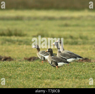 La Groenlandia bianco-fronteggiata Goose (Anser Albifrons flavirostris) in un prato verde durante il periodo invernale in Paesi Bassi Foto Stock