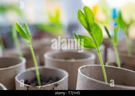 Pisello dolce piantine che crescono in rotolo di carta igienica di tubi Foto Stock