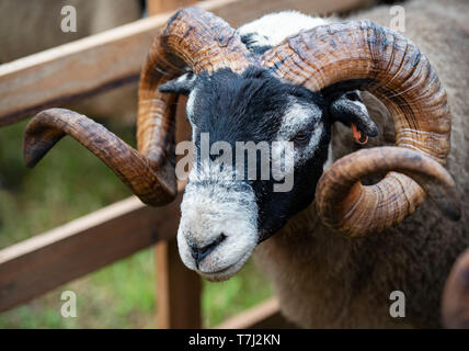 Scottish Blackface pecore, spettacolo agricolo, Scotland, Regno Unito Foto Stock