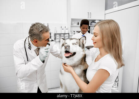 Vet medico esaminando gli occhi del cane con l'attrezzo speciale. Proprietario di alaskan malamute, bella donna di accarezzare il suo animale domestico e sorridente. Medico e assistente di indossare in bianco uniforme in clinica. Foto Stock