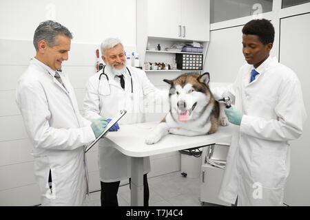 Allegro medici osservando e ispezionare le condizioni di salute del grande abbastanza malamute nel gabinetto medico. Cute cane giacente sul tavolo bianco in esame. I veterinari che indossa in medical cappotti e guanti. Foto Stock