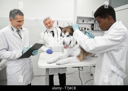 Tre veterinari maschio lavora in clinica con animali. Medico africano attrezzo di ritegno, uomo maturo la scrittura nella cartella, anziani assistente veterinario stroking bella grande cane. Gli uomini indossano in bianco uniforme. Foto Stock