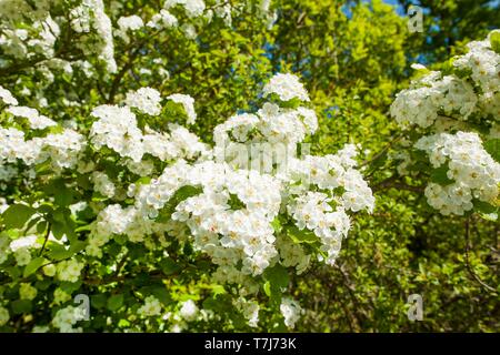 Midland biancospino (Crataegus laevigata), fioritura, Turingia, Germania Foto Stock