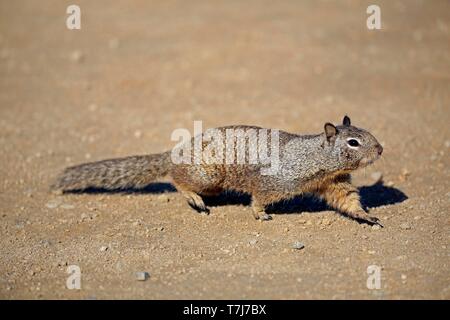 La massa della California scoiattolo (Citellus beecheyi), adulto, in esecuzione, CALIFORNIA, STATI UNITI D'AMERICA Foto Stock